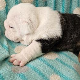 Tiger lilly - Red brindle and white female Bulldog puppy in Cheshire, Connecticut from Absolut Bulldogs