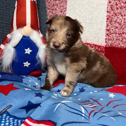Fisher - Red merle male Australian Shepherd puppy in Rose Hill, North Carolina from Motega Australian Shepherds