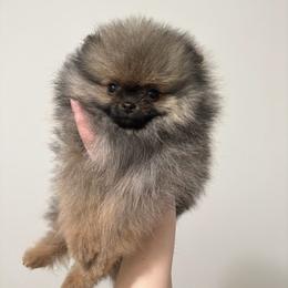 Pomeranian Puppies from Candy Shop Poms