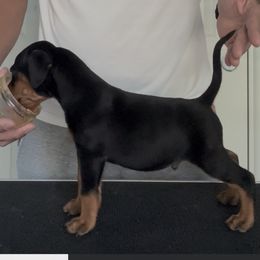 Black Boy - Black male German Pinscher puppy in Corn Creek, Nevada from Levi German Pinschers