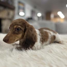 Sassy - Dapple female Dachshund puppy in Price, Utah from Stone Kennels