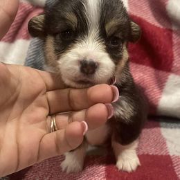 Pembroke Welsh Corgis from Royal Diamond Corgis