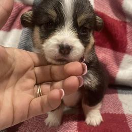 Pembroke Welsh Corgis from Royal Diamond Corgis