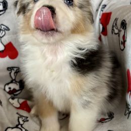 Posey - Blue merle female Australian Shepherd puppy in Springfield, Oregon from Lydon Australian Shepherds
