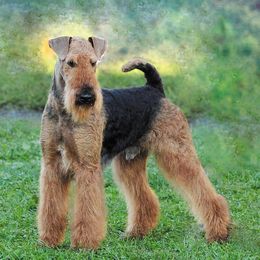 Airedale Terriers from Fernwood Airedales