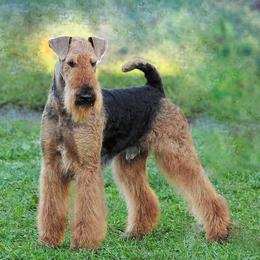 Airedale Terriers from Fernwood Airedales