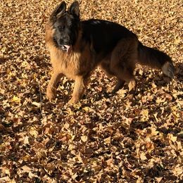 German Shepherd puppies from Von Kingsburg Shepherds
