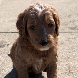 Goldendoodle Puppies from Goldendoodles of Anchor Bay
