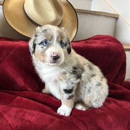 Gator - Blue merle male Australian Shepherd puppy in Scottsdale, Arizona from B & T's Aussies & Aussie Doodle's