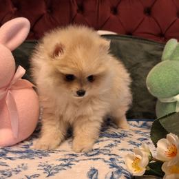 Pearl - Cream parti female Pomeranian puppy in Tampa, St Petersburg, Florida from Diana's Pomeranians