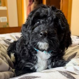 Handsome boy Socks - Black and white male Aussiedoodle puppy in Clarkston, Washington from Aussiedoodle palace