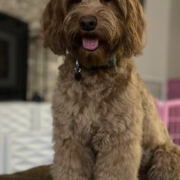 Australian Labradoodle All Grown Up from Eagle Ridge Australian Labradoodles