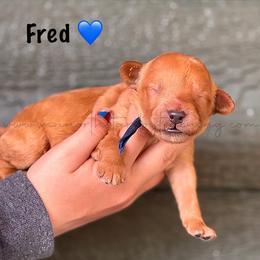 Fred - Apricot male Goldendoodle puppy in Lancaster, Minnesota from North Star Dog Training