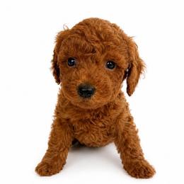 Ruby - Red  female Goldendoodle puppy in Warrensburg, Missouri from Supreme Doodles