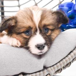 Pembroke Welsh Corgi Puppies from MG Corgis
