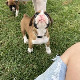Boxer Puppies from East River Boxers