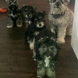 Miniature Schnauzer Puppies from Sugarbaby Kennel
