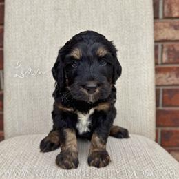 Liam - Phantom male Bernedoodle puppy in Owasso, Oklahoma from Kallams Bernedoodles & Bernese Mountain Dogs