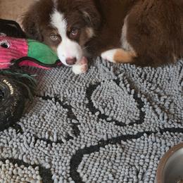Tundra (Red boy) - Red tri-color male Miniature American Shepherd puppy in Griswold, Connecticut from Flatrock's Mini American Shepherd's