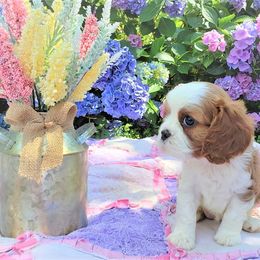 Cavalier King Charles Spaniel Puppies from Pleasant Meadows