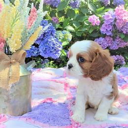 Cavalier King Charles Spaniel Puppies from Pleasant Meadows