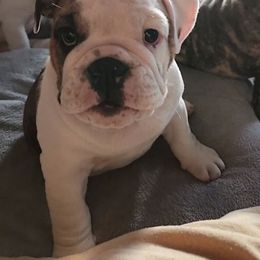 Bulldog Puppies from Mary Estabrook
