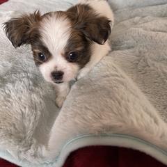 Mi-Ki Puppies from Magical Mi-Kis