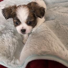 Mi-Ki Puppies from Magical Mi-Kis