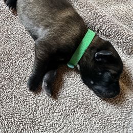Green - Fawn sable male Belgian Malinois puppy in Saint Amant, Louisiana from Mercy Kennels