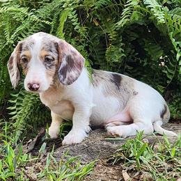 Brioche - Dapple male Dachshund puppy in Mount Sherman, Kentucky from Kaleidoscope Dachshunds and Whippets
