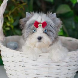 Beanie Baby - Russian Salon Dog