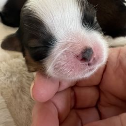 Male 3 - Red and white male Shih Tzu puppy in Paso Robles, California from Encanto Shih Tzus by Darlene Madrigal