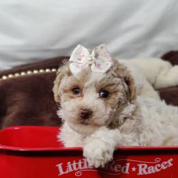 Coton de Tulear and Poodle Puppies from Legacy Pets