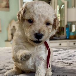 Aurora - Cream female Goldendoodle puppy in Pensacola, Florida from Goldendoodles Love You in Pensacola Friend Edition