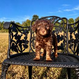 Girl 2 - Red phantom female Aussiedoodle puppy in Crawford, Mississippi from Magnolia State Poodles and Doodles