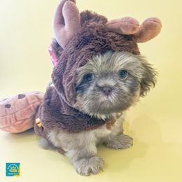 Shih Tzu Puppies from Arizona Sunrise Shih Tzus