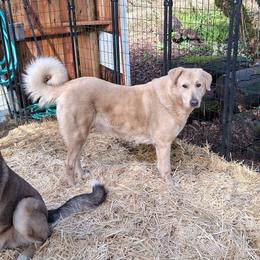 Diamond Acres Bonbon - Fawn female Anatolian Shepherd Dog puppy in Toledo, Oregon from Green Stains Anatolians