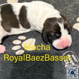 Mocha - Black and white female Basset Hound puppy in Sidney, Nebraska from Royal Baez Basset