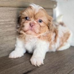 Boy 2 - Liver and white male Shih Tzu puppy in Union City, Georgia from Chinx Puppy Songs