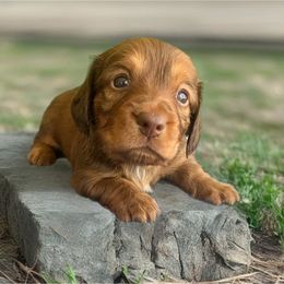 Zoey - Chocolate and tan female Dachshund puppy in Sharon Springs, New York from Show Us The Way Homestead