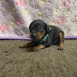 Ren - Black and tan male Miniature Pinscher puppy in Lancaster, Missouri from White Stone Ranch