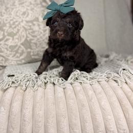 Vesta - Red phantom female Aussiedoodle puppy in Sweetwater, Florida from Sandy Snout Doodles