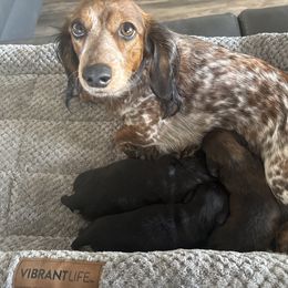 Dachshund puppies from Ryder's Roundup