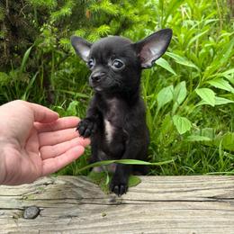 Apollo - Black male Chihuahua puppy in Berwick, Pennsylvania from Maras puppies