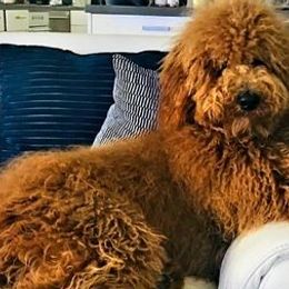 Goldendoodles from Sunny's Goldendoodles