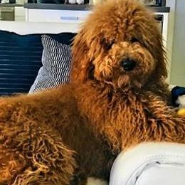Goldendoodles from Sunny's Goldendoodles
