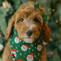 Nadine - Red  female Goldendoodle puppy in Yuciapa, California from AlltheDoodlez_