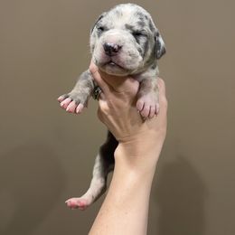 Aqua Collar - Harlequin female Great Dane puppy in Kimball, Michigan from Starlight Danes