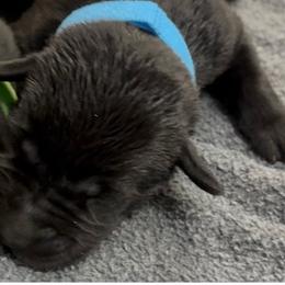 Blue - Black female Labrador Retriever puppy in Kinta, Oklahoma from Beaver Creek Kennels