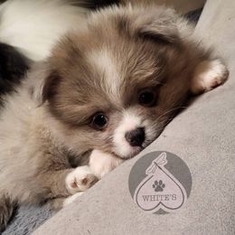 Pomeranian Puppies from CJ White's Pomeranians